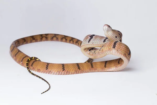 보이가 Boiga Cynodon 배경에 고양이 뱀으로 알려져 — 스톡 사진