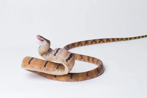 Boiga Cynodon 俗称犬牙猫蛇 原产于白色背景 — 图库照片