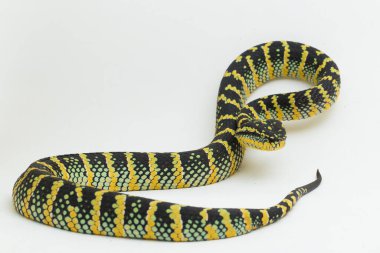 Wagler 'in çukur engereği (Tropidolaemus wagleri) beyaz arkaplanda izole edildi