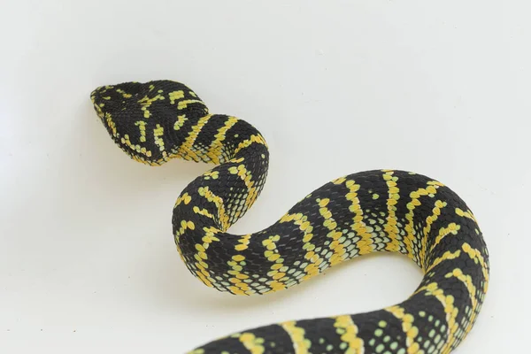 Vipera Pittrice Wagler Tropidolaemus Wagleri Isolata Sfondo Bianco — Foto Stock