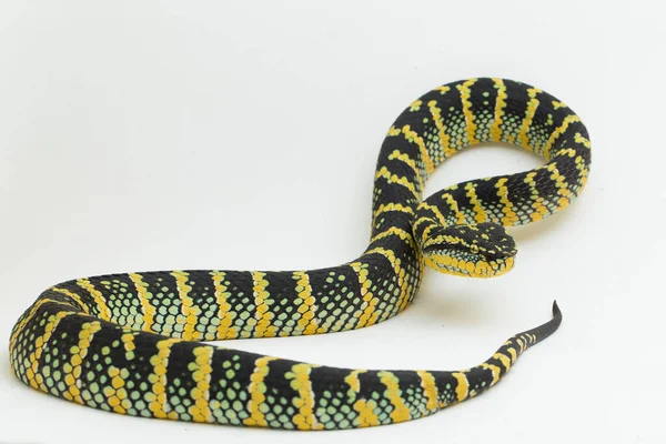 Víbora Pozo Wagler Tropidolaemus Wagleri Aislada Sobre Fondo Blanco — Foto de Stock