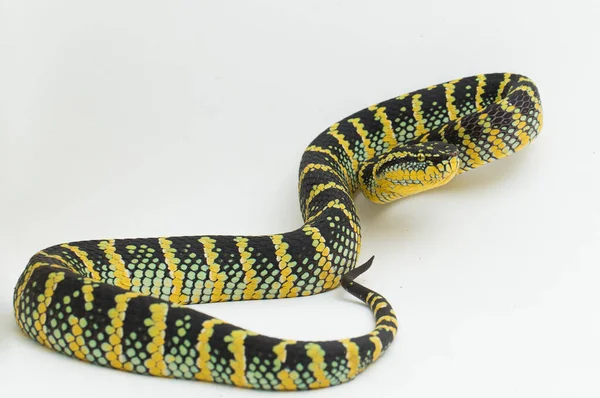 Víbora Pozo Wagler Tropidolaemus Wagleri Aislada Sobre Fondo Blanco — Foto de Stock