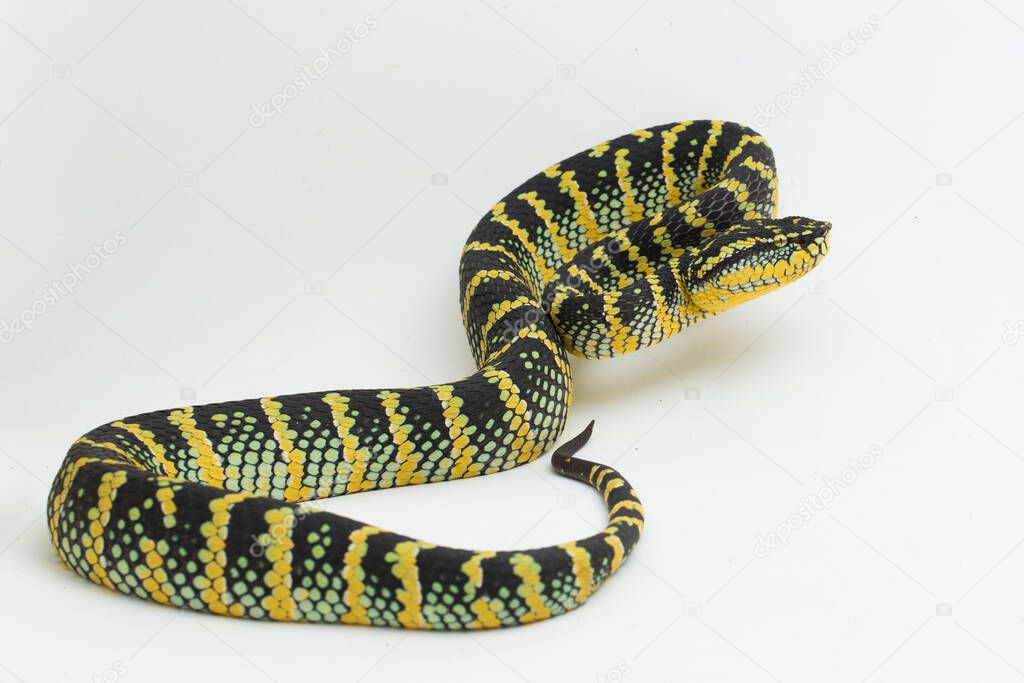 Wagler's pit viper (Tropidolaemus wagleri) isolated on white background