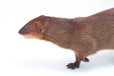  Javan firavunfaresi ya da Küçük Asyalı firavun faresi 'nin (Herpestes javanicus) beyaz arka planda izole edilmiş görüntüsünü kapat