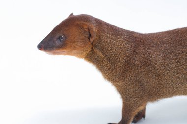  Javan firavunfaresi ya da Küçük Asyalı firavun faresi 'nin (Herpestes javanicus) beyaz arka planda izole edilmiş görüntüsünü kapat