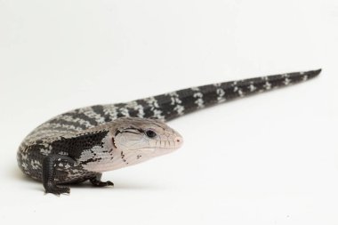 Dev mavi dilli kertenkele ya da beyaz arkaplanda izole edilmiş Tiliqua gigas
