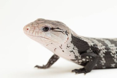 Dev mavi dilli kertenkele ya da beyaz arkaplanda izole edilmiş Tiliqua gigas