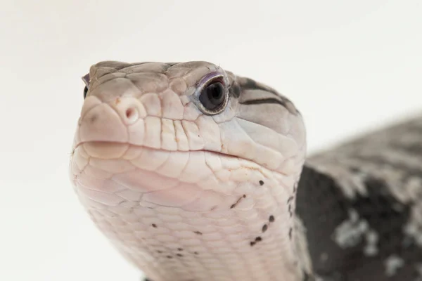 Obří Blue Jazyk Skink Ještěrka Nebo Tiliqua Gigas Izolované Bílém — Stock fotografie