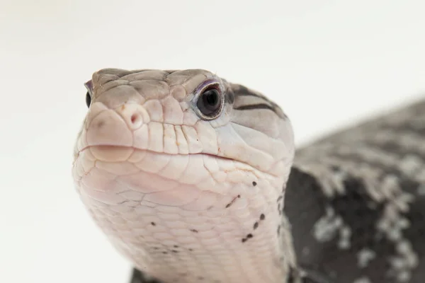 Gigante Lagarto Língua Azul Tiliqua Gigas Isolado Fundo Branco — Fotografia de Stock