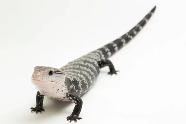 Gigante Lagarto Língua Azul Tiliqua Gigas Isolado Fundo Branco — Fotografia de Stock