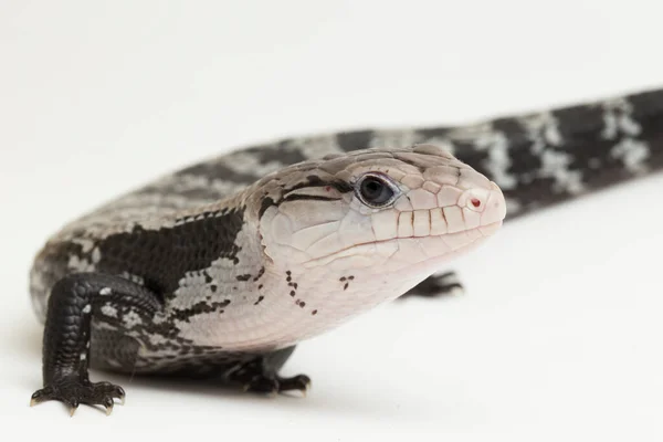 Γιγαντιαία Σαύρα Μπλε Γλώσσα Tiliqua Gigas Που Απομονώνεται Λευκό Φόντο — Φωτογραφία Αρχείου