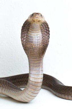 Javan tüküren kobra (Naja sputatrix) güney Endonezya kobrası veya Endonezya kobrası olarak da bilinir. beyaz arkaplanda izole