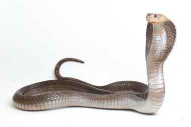 Javan tüküren kobra (Naja sputatrix) güney Endonezya kobrası veya Endonezya kobrası olarak da bilinir. beyaz arkaplanda izole