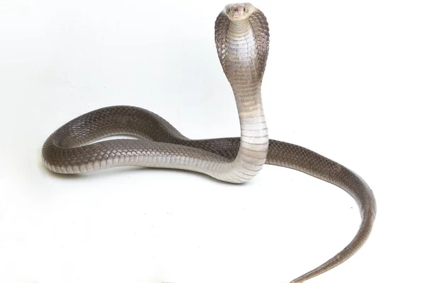 Javan Spitting Cobra Naja Sputatrix Also Called Southern Indonesian Cobra — Stock Photo, Image