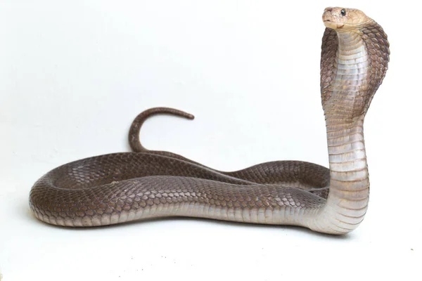 Javan Spitting Cobra Naja Sputatrix Also Called Southern Indonesian Cobra — Stock Photo, Image