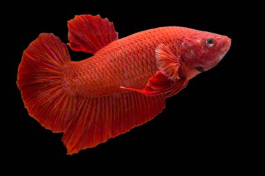  Beta balığı süper kırmızı Halfmoon Siamnese Savaşan Balık Siyah arka planda Splendens