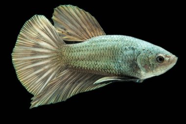 Beta balığı, katı fıçı, yarım ay, Siamnese Savaşan Balık Dalgalanmaları, siyah arka planda izole edilmiş.