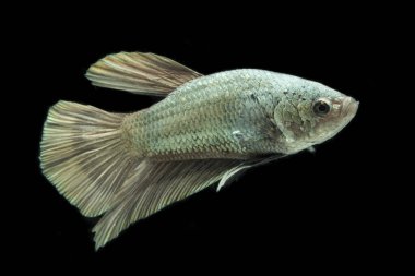 Beta balığı, katı fıçı, yarım ay, Siamnese Savaşan Balık Dalgalanmaları, siyah arka planda izole edilmiş.