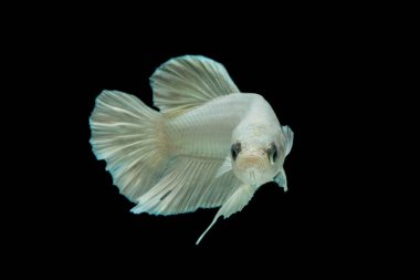 Beyaz platin Beta balığı, Siyam dövüşen balığı, Betta ihtişamı, siyah arka planda.