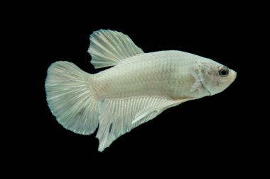 Beyaz platin Beta balığı, Siyam dövüşen balığı, Betta ihtişamı, siyah arka planda.