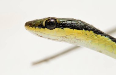 Beyaz arka planda izole edilmiş bronzlaşmış yılan (Dendrelaphis pictus)