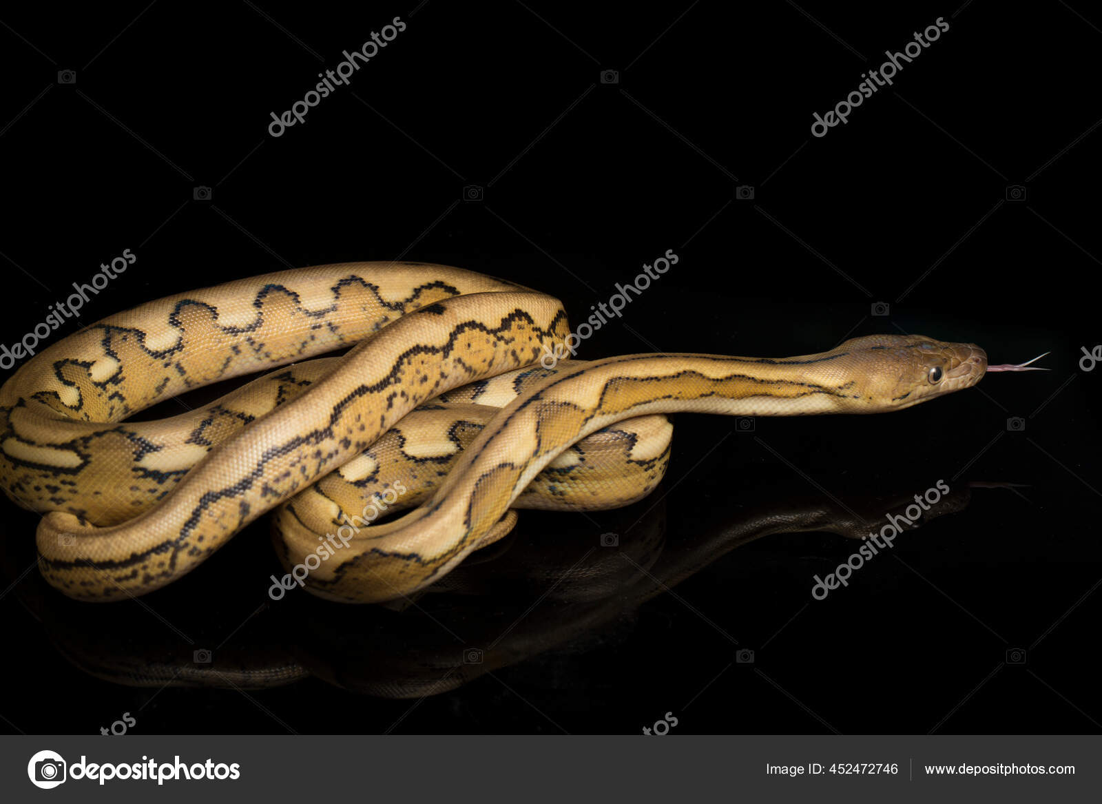 Platinum Tiger Reticulated Python