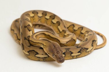 Platin kaplan retiküle piton yılanı