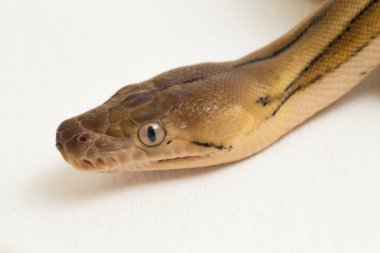 Platin kaplan retiküle piton yılanı