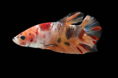 Renkli Beta balıklarına yakın çekim. Güzel Siyam dövüşçü balığı, Süslü Beta ihtişamı siyah arka planda izole edilmiş..