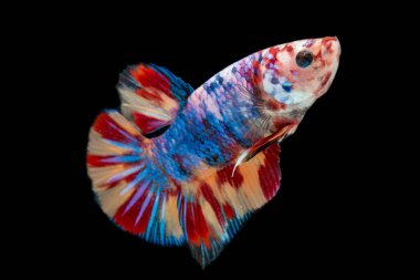 Renkli Beta balıklarına yakın çekim. Güzel Siyam dövüşçü balığı, Süslü Beta nemo leopar bakırını büyülüyor. Siyah arka planda izole edilmiş..