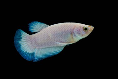 Renkli Beta balıklarına yakın çekim. Güzel Siyam dövüşçü balığı, Süslü Beta, siyah arka planda izole edilmiş mavi kenarı görkemli hale getiriyor..