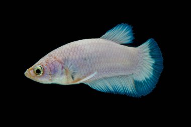 Renkli Beta balıklarına yakın çekim. Güzel Siyam dövüşçü balığı, Süslü Beta, siyah arka planda izole edilmiş mavi kenarı görkemli hale getiriyor..