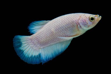 Renkli Beta balıklarına yakın çekim. Güzel Siyam dövüşçü balığı, Süslü Beta, siyah arka planda izole edilmiş mavi kenarı görkemli hale getiriyor..