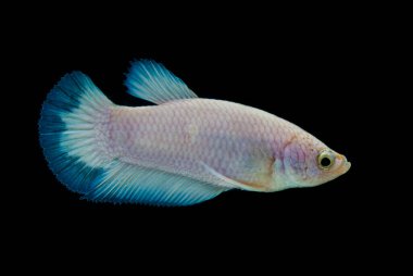 Renkli Beta balıklarına yakın çekim. Güzel Siyam dövüşçü balığı, Süslü Beta, siyah arka planda izole edilmiş mavi kenarı görkemli hale getiriyor..