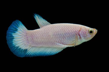 Renkli Beta balıklarına yakın çekim. Güzel Siyam dövüşçü balığı, Süslü Beta, siyah arka planda izole edilmiş mavi kenarı görkemli hale getiriyor..