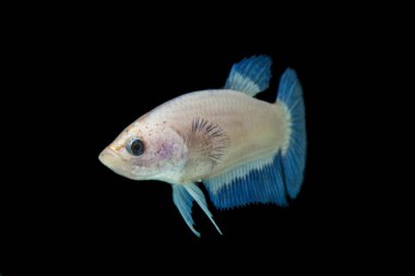 Renkli Beta balıklarına yakın çekim. Güzel Siyam dövüşçü balığı, Süslü Beta, siyah arka planda izole edilmiş mavi kenarı görkemli hale getiriyor..