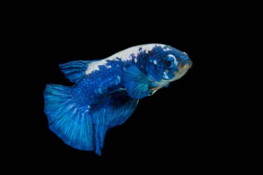Renkli Beta balıklarına yakın çekim. Güzel Siyam dövüşçü balığı, Süslü Beta, siyah arka planda izole edilmiş mavi pandayı büyülüyor..