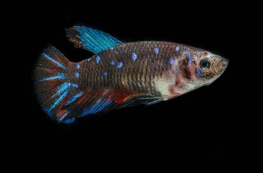 Renkli Beta balıklarına yakın çekim. Güzel Siyam dövüşçü balığı, Süslü Beta siyah arka planda izole edilmiş koi avatarını büyüttü.