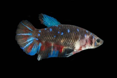 Renkli Beta balıklarına yakın çekim. Güzel Siyam dövüşçü balığı, Süslü Beta siyah arka planda izole edilmiş koi avatarını büyüttü.