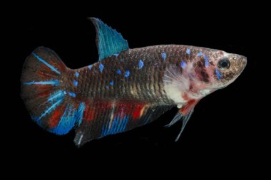 Renkli Beta balıklarına yakın çekim. Güzel Siyam dövüşçü balığı, Süslü Beta siyah arka planda izole edilmiş koi avatarını büyüttü.