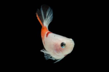 Renkli Beta balıklarına yakın çekim. Güzel Siyam dövüşçü balığı, Süslü Beta, nemo 'yu ihtişamlı bir şekilde kara zemine hapsetti..