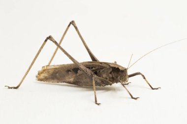Kahverengi çekirge Mecopoda elongata beyaz zemin üzerinde izole