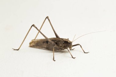 Kahverengi çekirge Mecopoda elongata beyaz zemin üzerinde izole