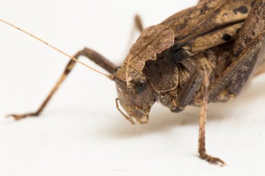 Kahverengi çekirge Mecopoda elongata beyaz zemin üzerinde izole