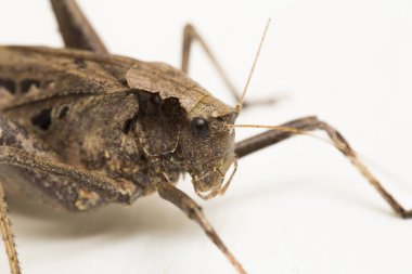 Kahverengi çekirge Mecopoda elongata beyaz zemin üzerinde izole