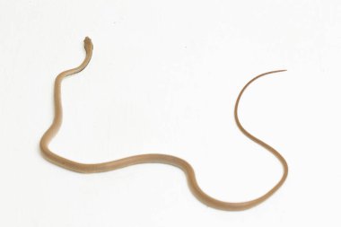 Beyaz arkaplanda, Malezya Halkalı Yılan liopelti üç renk izole edildi