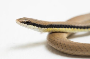 Beyaz arkaplanda, Malezya Halkalı Yılan liopelti üç renk izole edildi