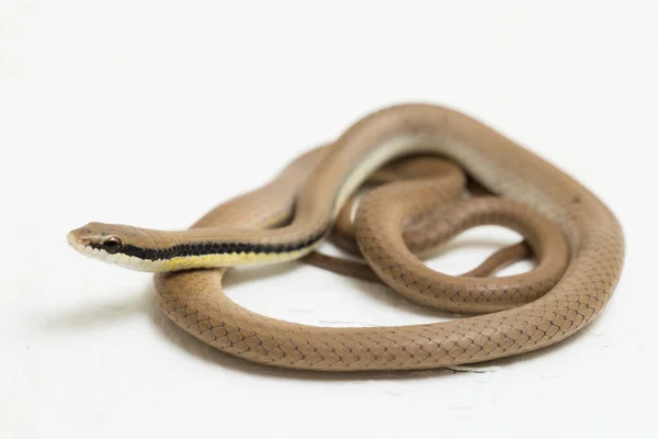 Malayan Ringneck Snake Liopeltis Tricolor Isolated White Background — Stock Photo, Image