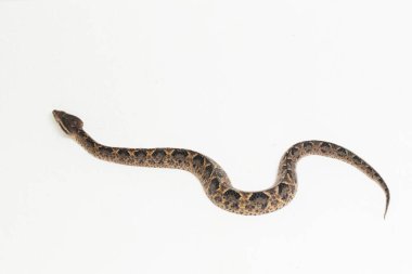 Malezya yer yılanı Calloselasma rodostoma beyaz arka planda izole edildi