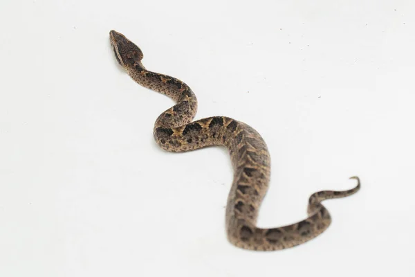 Malayan Ground Pit Viper Snake Calloselasma Rhodostoma Isolated White Background — Stock Photo, Image